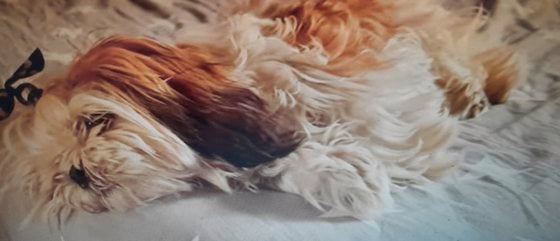 迪兰／公主的网上公审复仇记