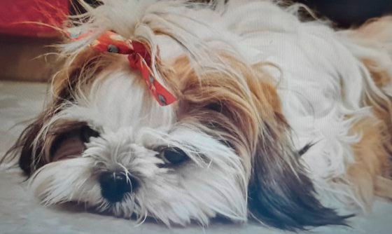 迪兰／公主的网上公审复仇记