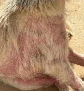 迪兰／Vet Shopping