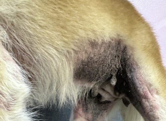 迪兰／Vet Shopping