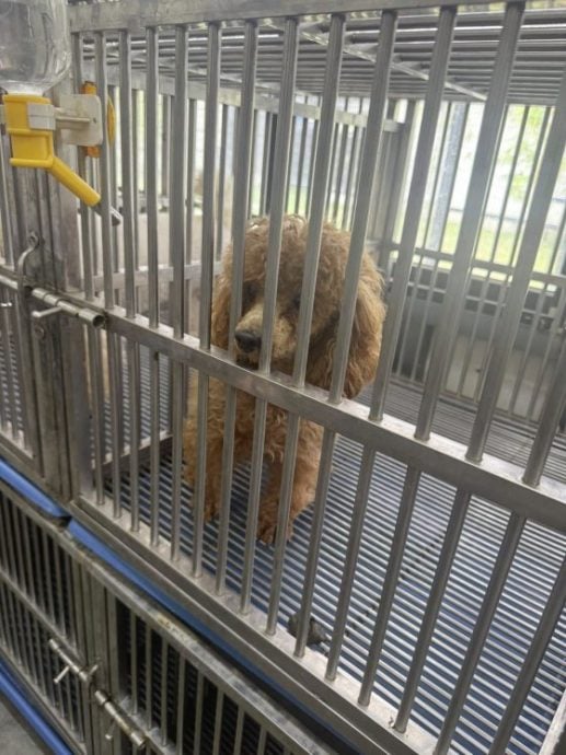 重生与新生：Ah Girl脱离繁殖场，喜迎新生命的诞生