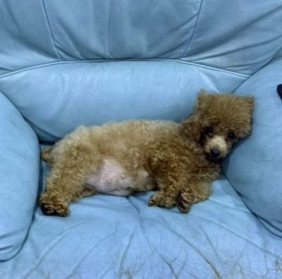 重生与新生：Ah Girl脱离繁殖场，喜迎新生命的诞生