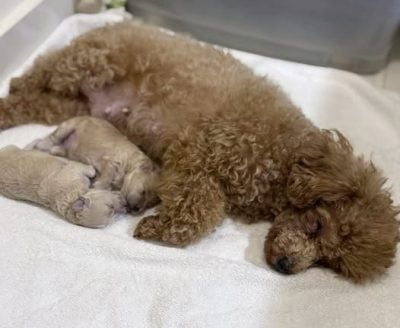 重生与新生：Ah Girl脱离繁殖场，喜迎新生命的诞生