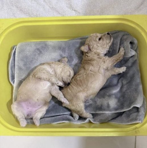 重生与新生：Ah Girl脱离繁殖场，喜迎新生命的诞生