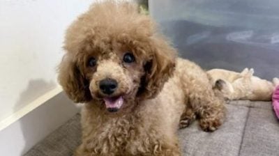 重生与新生：Ah Girl脱离繁殖场，喜迎新生命的诞生