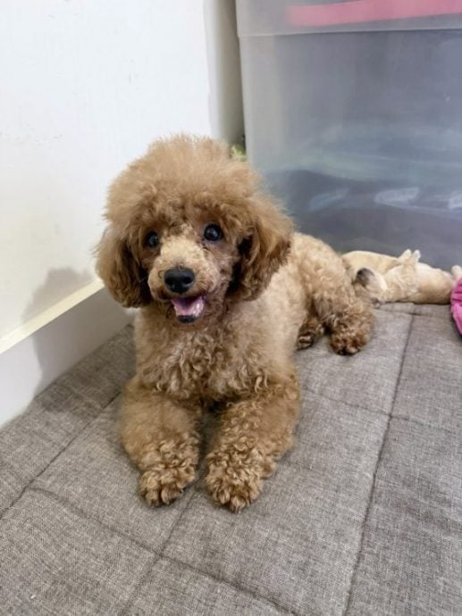 重生与新生：Ah Girl脱离繁殖场，喜迎新生命的诞生