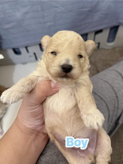 重生与新生：Ah Girl脱离繁殖场，喜迎新生命的诞生