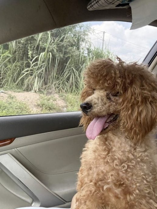 重生与新生：Ah Girl脱离繁殖场，喜迎新生命的诞生