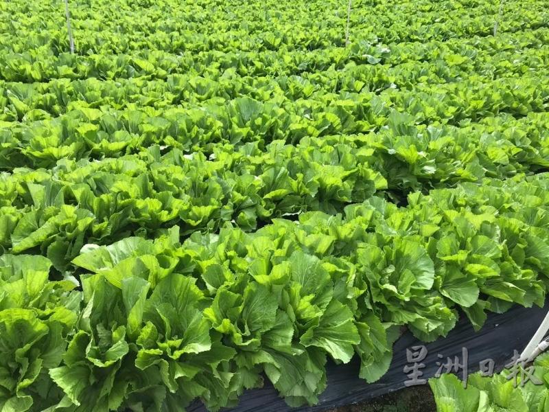 金马仑最低温摄氏14度 凉飕飕避暑好地方 