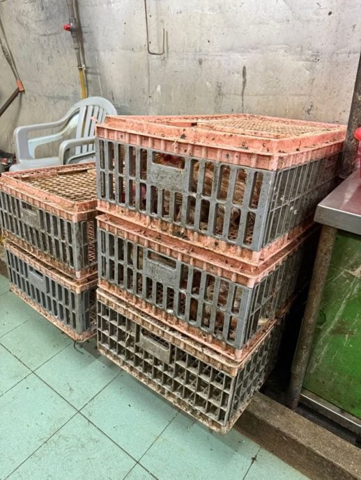 隆市局突击违规屠宰场  充公110只鸡鸭