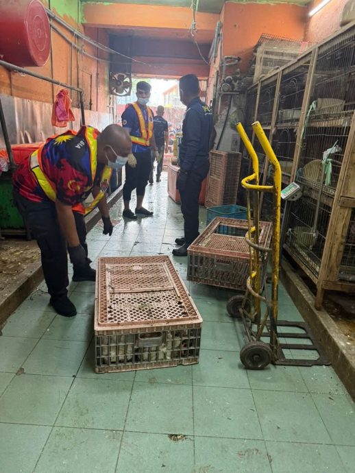 隆市局突击违规屠宰场  充公110只鸡鸭