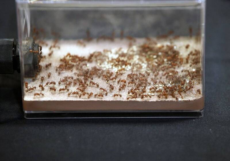 颠覆生物学！史上首次发现 蚁后竟产下两种不同物种后代