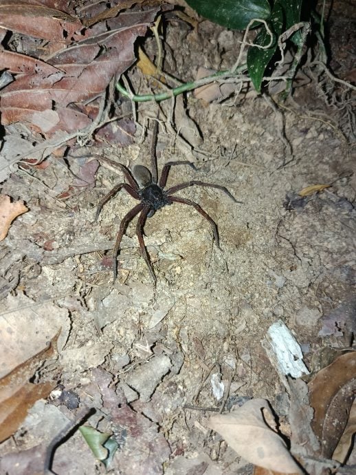 鼎翰处理/大都会/都会全视角-14日见报/专访:探索世遗人造林夜间之美