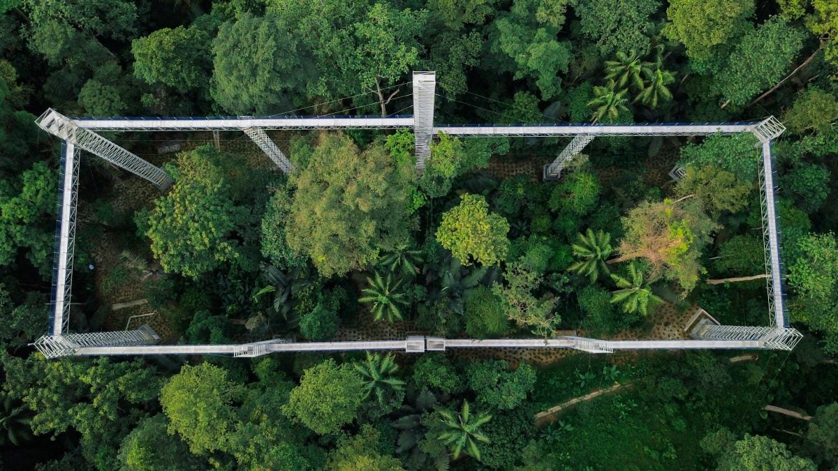 鼎翰处理/大都会/都会全视角-14日见报/专访:探索世遗人造林夜间之美