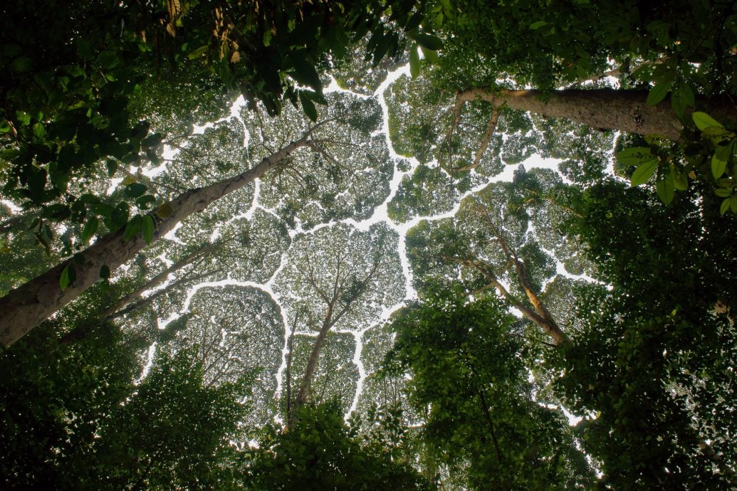 鼎翰处理/大都会/都会全视角-14日见报/专访:探索世遗人造林夜间之美