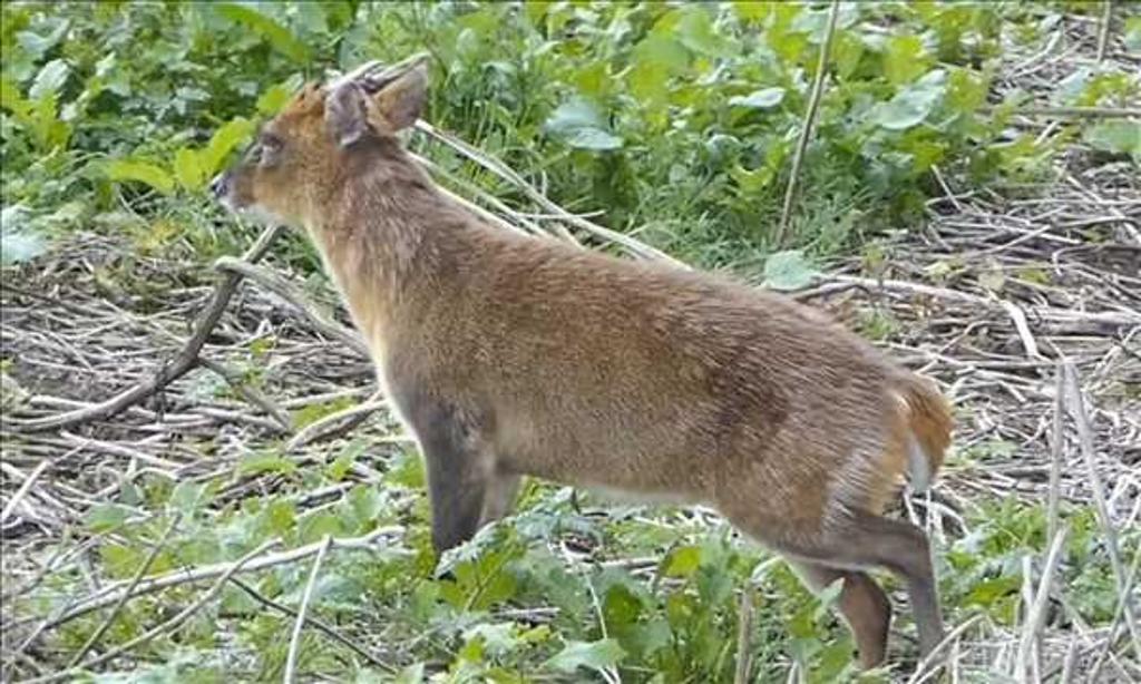 龙在水中游? 官方回应了