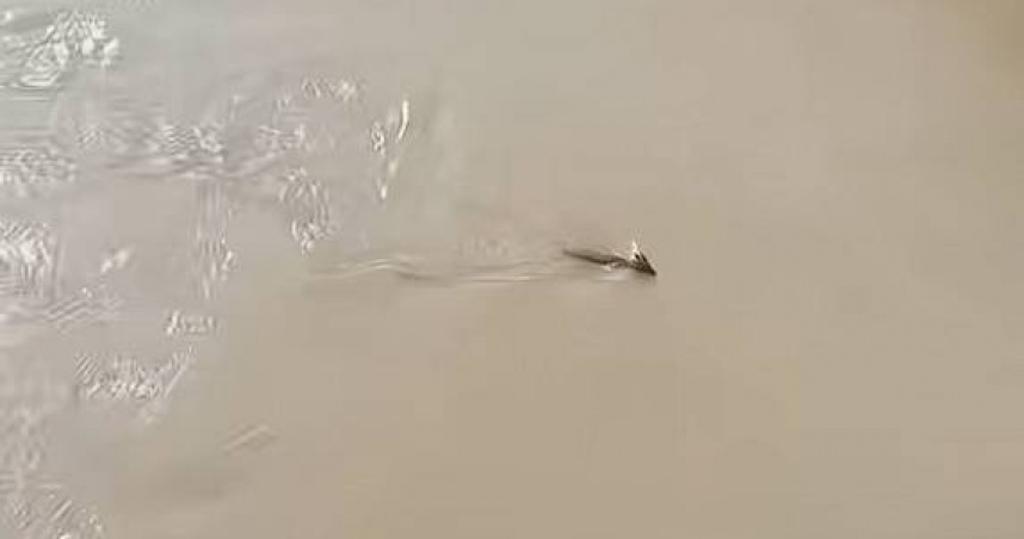 龙在水中游? 官方回应了