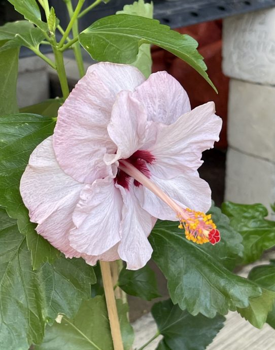 （26/9见报）星角摄/（ma)还记得国花吗？