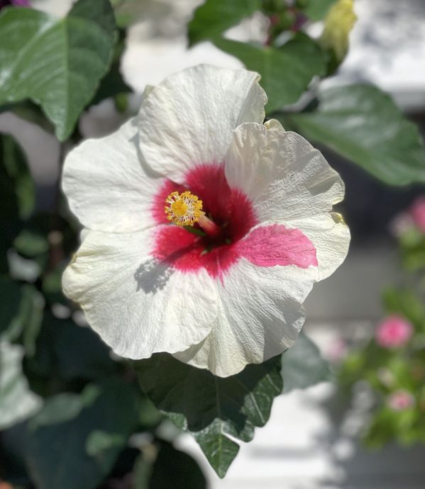 （26/9见报）星角摄/（ma)还记得国花吗？