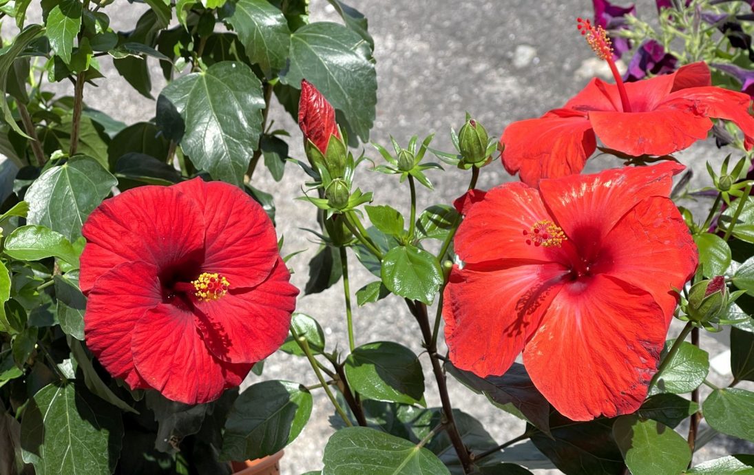 （26/9见报）星角摄/（ma)还记得国花吗？