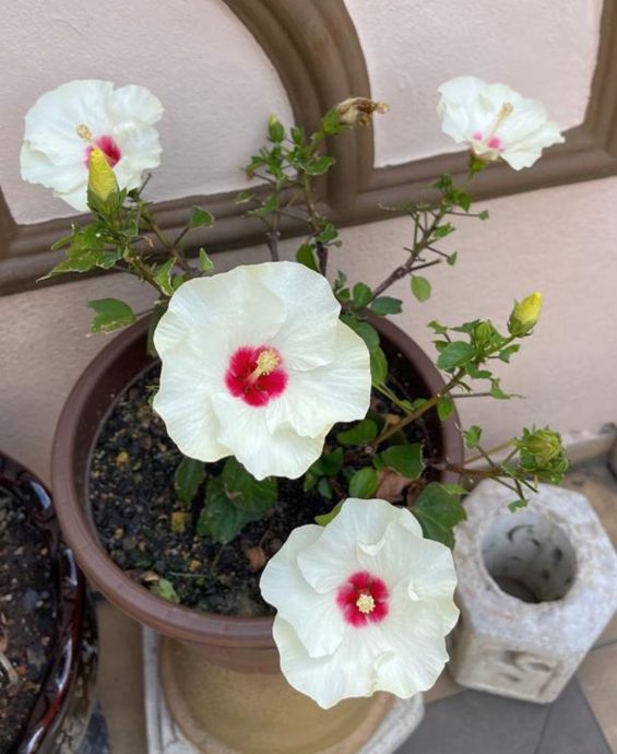 （26/9见报）星角摄/（ma)还记得国花吗？