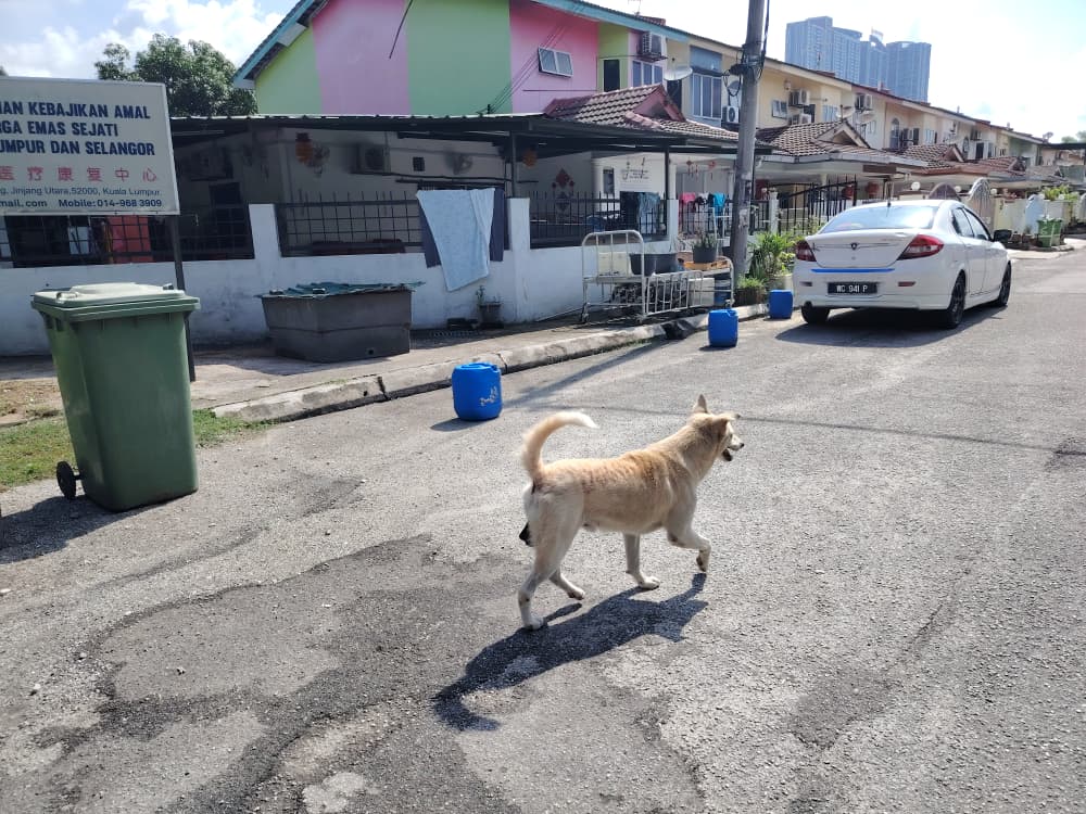 (今日下)大都会头/跟进野狗扰民 抓狗队仅生擒1只 其他窜逃深夜继续聚集“开派对”