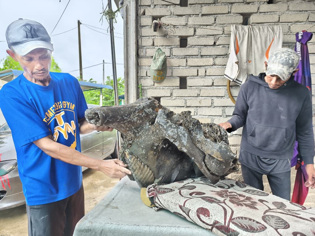 （全国版）​吉打发现200年前大象头骨 见证昔日大象贸易与战争历史