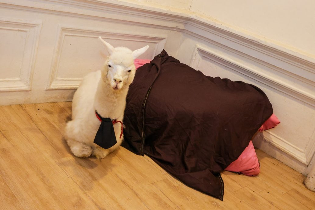 （全国版）餐室内展示羊驼及多达22只动物遭罚逾万及关闭7天