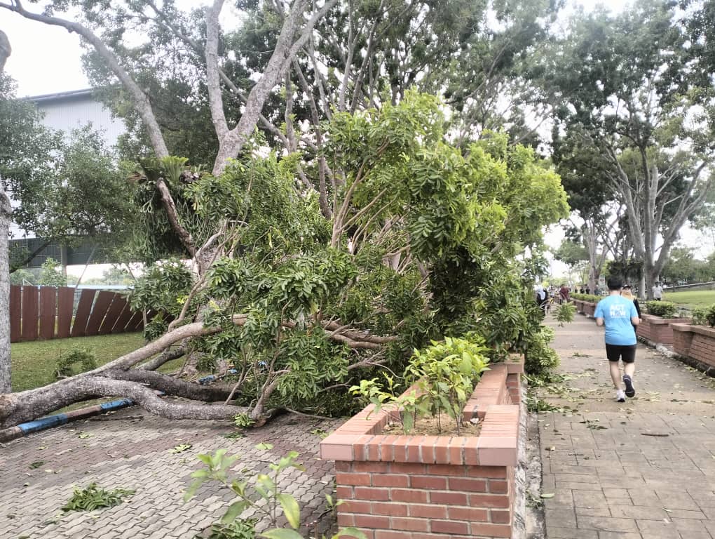 （古城封面副文）武吉士灵烈粗树干掉落，所幸没有人员伤亡