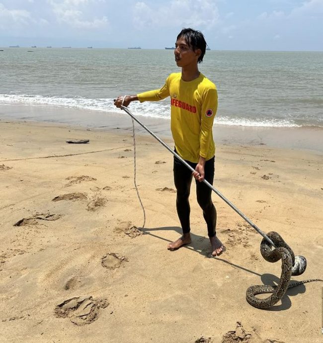（古城封面副文）蟒蛇出游至丹绒比达拉海浴场