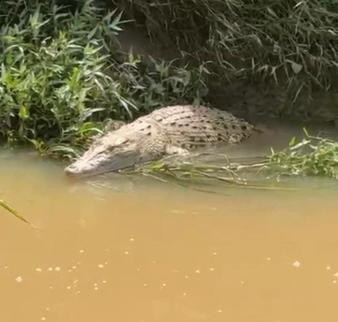 (古城版)冬牙峇株出现鳄鱼