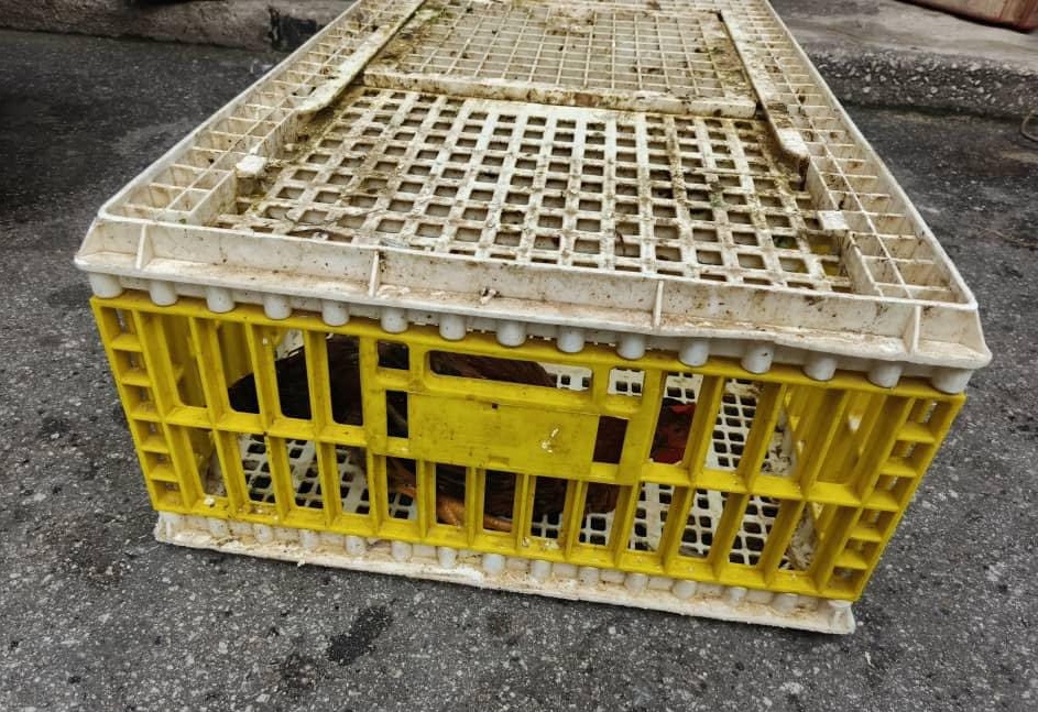 （大北马）“劳板”开杂货店宰鸡 市厅封店 充公活鸡