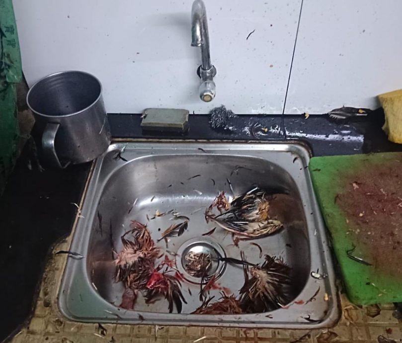 （大北马）“劳板”开杂货店宰鸡 市厅封店 充公活鸡