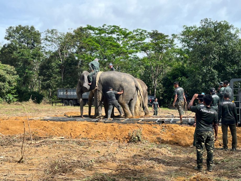 (大北马)华玲4甘榜遭野象侵扰 执法当局捕2象启动监控