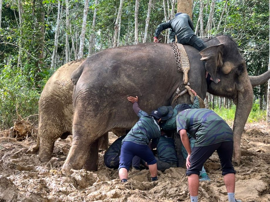 (大北马)华玲4甘榜遭野象侵扰 执法当局捕2象启动监控