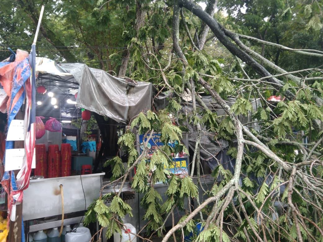 （大北马）槟岛今凌晨大雨致多处树倒，二车被砸无人命伤亡