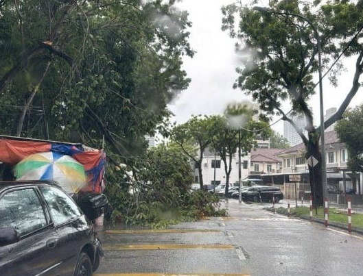 （大北马）槟岛今凌晨大雨致多处树倒，二车被砸无人命伤亡