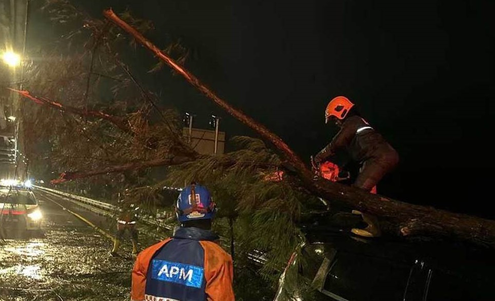 （大北马）槟岛今凌晨大雨致多处树倒，二车被砸无人命伤亡