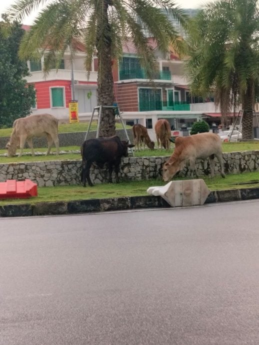 （大北马）槟岛市政厅征猫狗赎回费用 市长：让饲主对动物负起责任