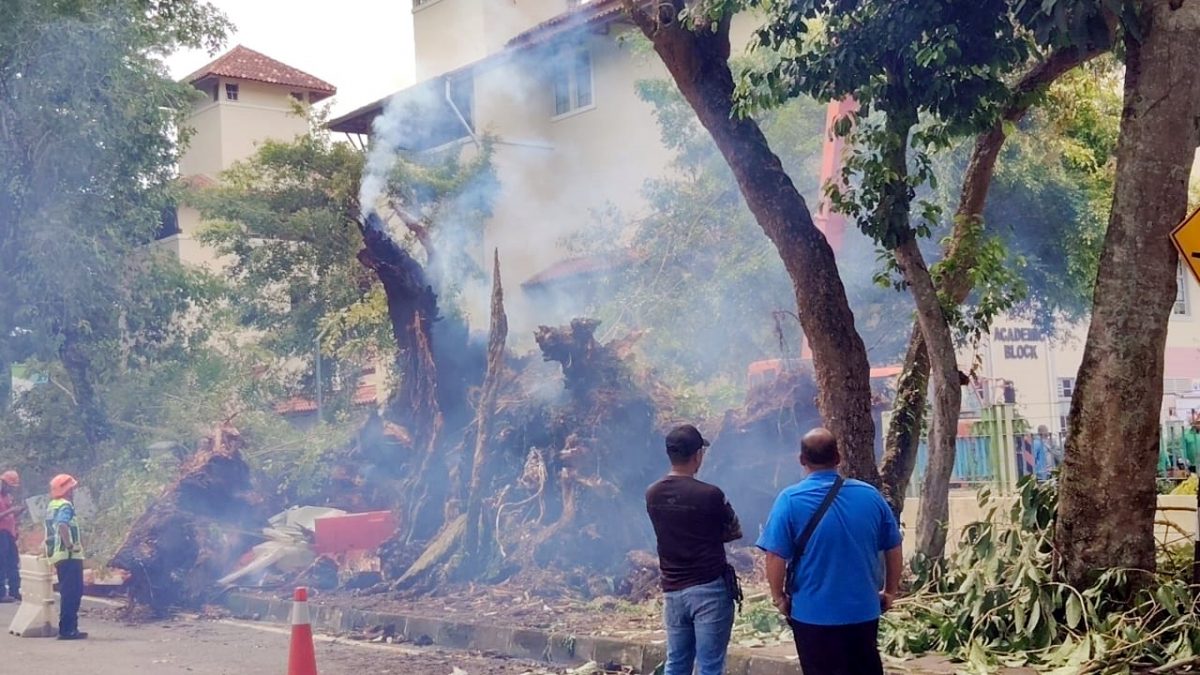 百年老树根部阴燃   10小时后轰然倒下