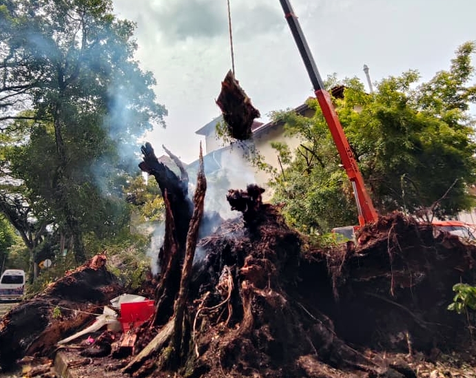 百年老树根部阴燃   10小时后轰然倒下