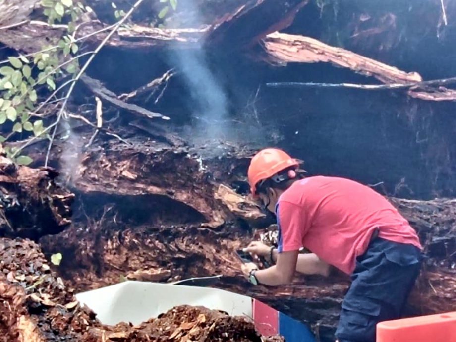 百年老树根部阴燃   10小时后轰然倒下
