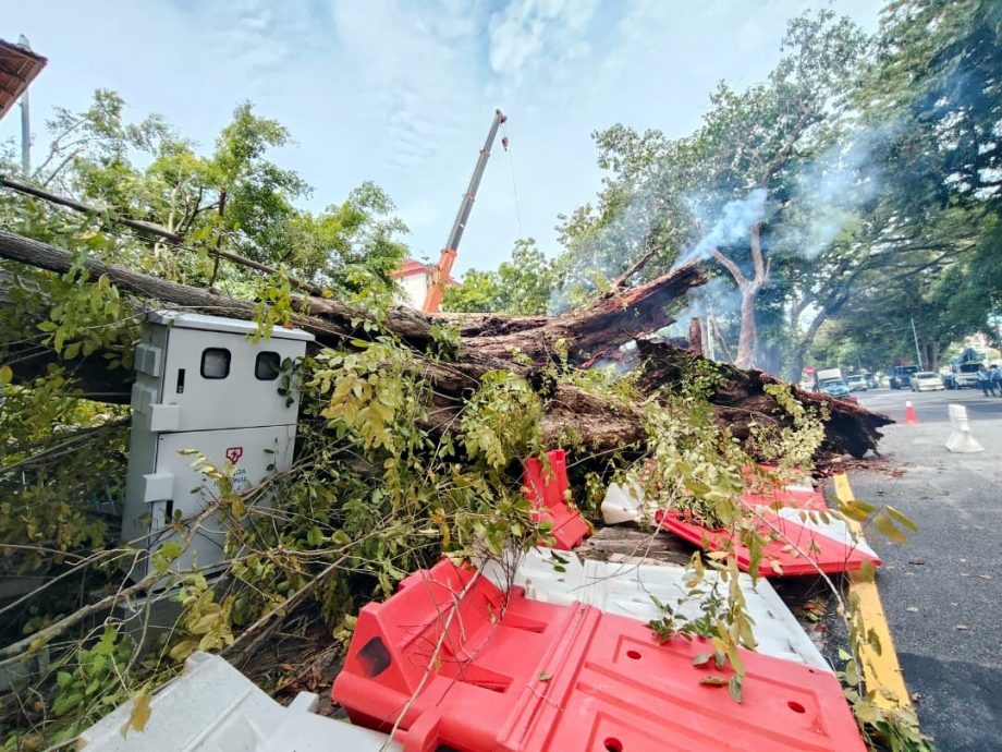百年老树根部阴燃   10小时后轰然倒下