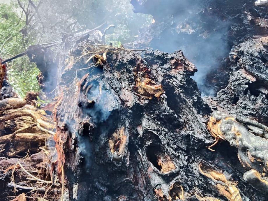 百年老树根部阴燃   10小时后轰然倒下