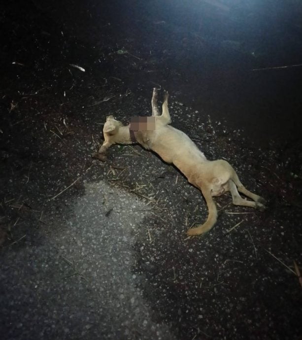 (大北马)送餐骑士不慎撞浪浪送院不治