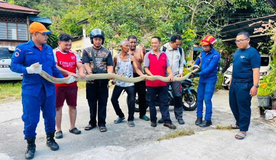 （大北马）长4.5公尺 民宅外现眼镜王蛇 