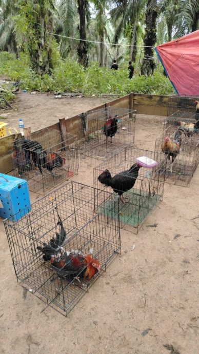 （已签发）柔：地点偏僻只邀熟人聚赌   柔警破2斗鸡场逮43人