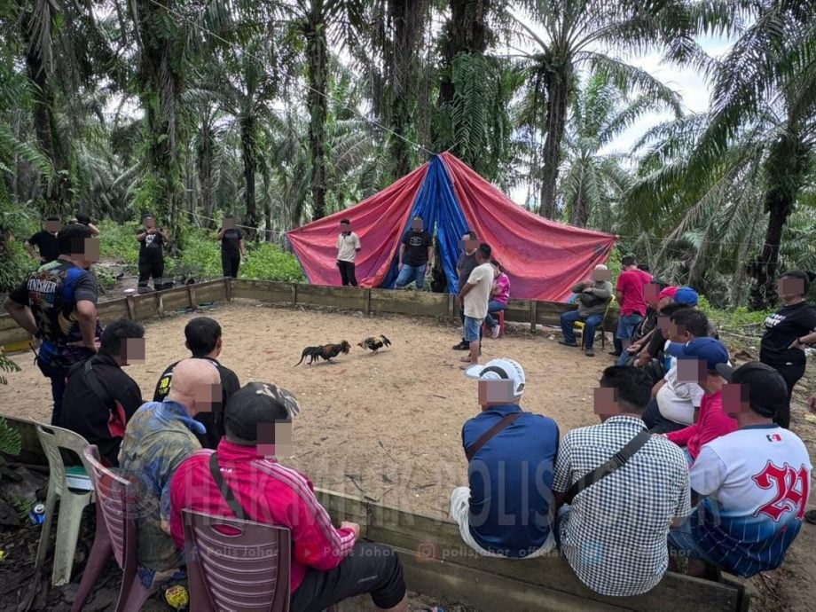 （已签发）柔：地点偏僻只邀熟人聚赌   柔警破2斗鸡场逮43人