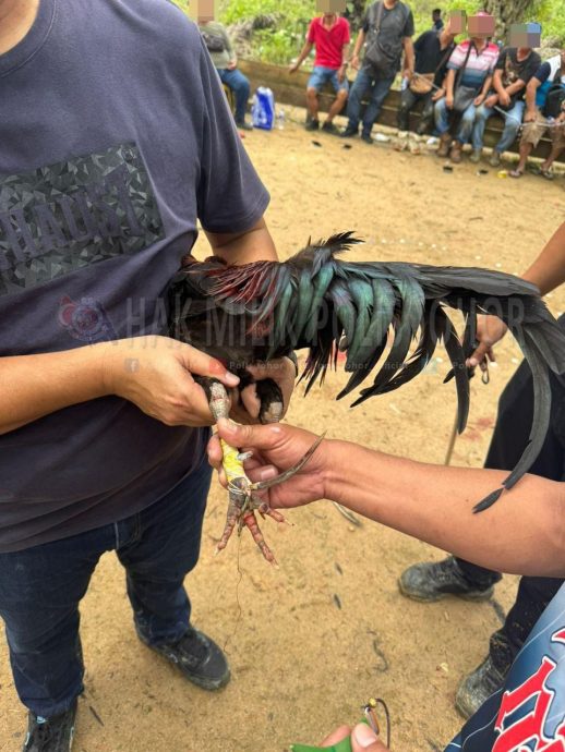 （已签发）柔：地点偏僻只邀熟人聚赌   柔警破2斗鸡场逮43人