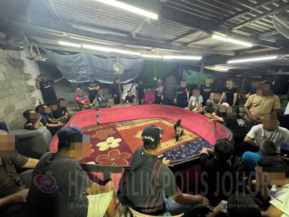 （已签发）柔：地点偏僻只邀熟人聚赌   柔警破2斗鸡场逮43人